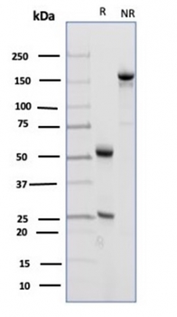 FCER2 Antibody