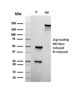 CD22 Antibody