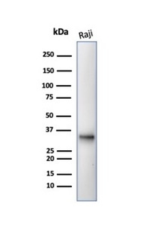 MS4A1 Antibody