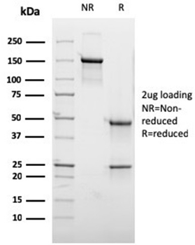 GCSAM Antibody