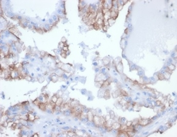 CDC20 Antibody
