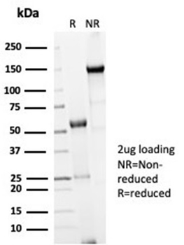 CDC20 Antibody