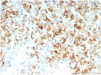 CDC20 Antibody