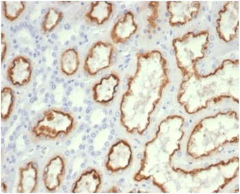 CDC20 Antibody