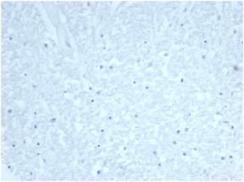 CDC20 Antibody