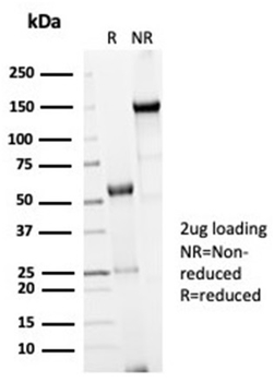 CDC20 Antibody