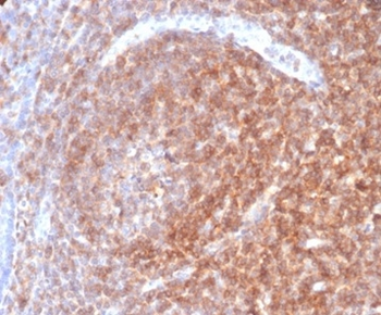 CD48 Antibody