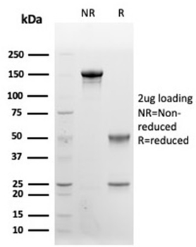 CD48 Antibody