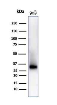 Recombinant CD38 (ADP Ribosyl Cyclase I) Antibody