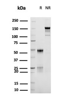 TNFRSF8 Antibody