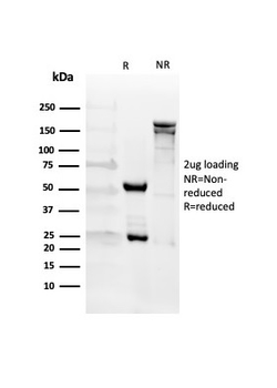 CD27 Antibody