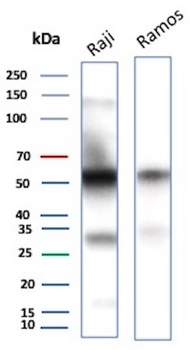 CD27 Antibody