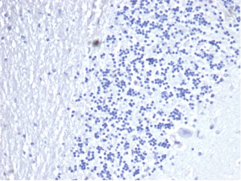 Recombinant CD3e (T-Cell Marker) Antibody