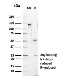 CALD1 Antibody