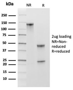 MCM2 Antibody