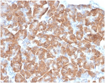 RPSA Antibody