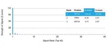 KRT14 Antibody