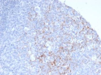 FCER2 Antibody