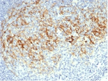 FCER2 Antibody