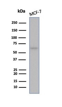ESR1 Antibody