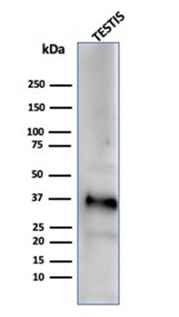 CLU Antibody