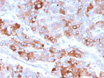 CLU Antibody