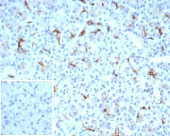 CFTR Antibody