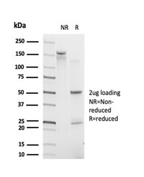 IRF9 Antibody