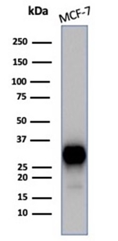 ESR1 Antibody