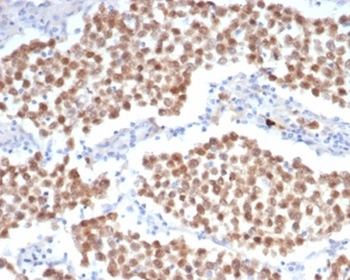 POU5F1 Antibody