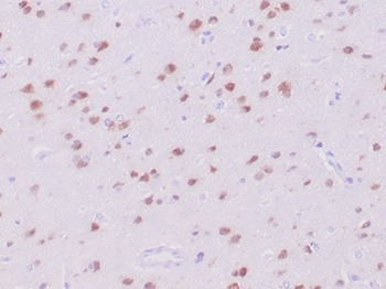 Recombinant Neuronal-Nuclei (NeuN) (Neuronal Marker) Antibody