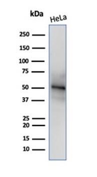 Recombinant Neuronal-Nuclei (NeuN) (Neuronal Marker) Antibody