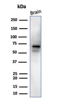 Recombinant Neuronal-Nuclei (NeuN) (Neuronal Marker) Antibody