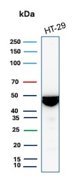 KRT20 Antibody