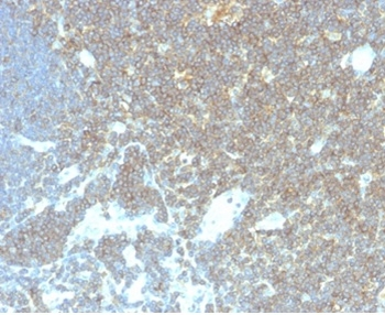 CD48 Antibody