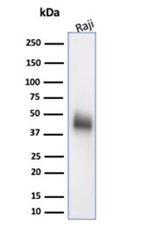 CD48 Antibody