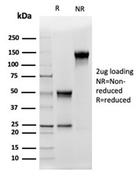 CD5L / CD5LG / CD5 Ligand Antibody