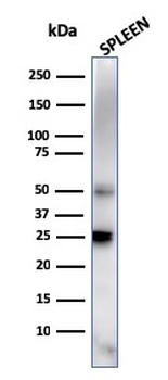 HAVCR2 Antibody