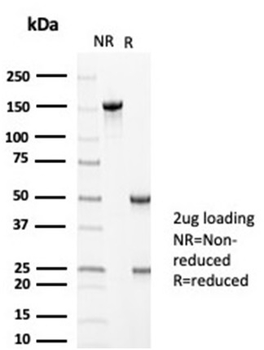 MLH1 Antibody