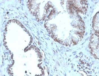 SLC45A3 Antibody