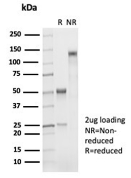 NAPSA Antibody