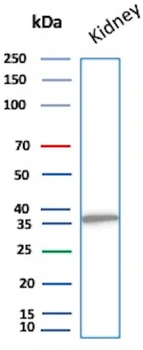 NAPSA Antibody