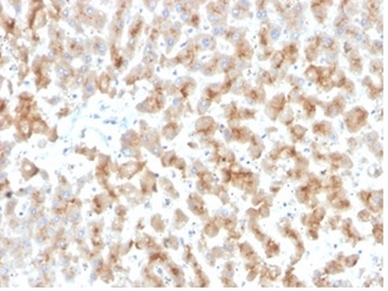 APOD Antibody