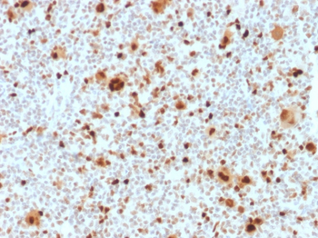 SPI1 Antibody
