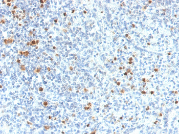 SPI1 Antibody