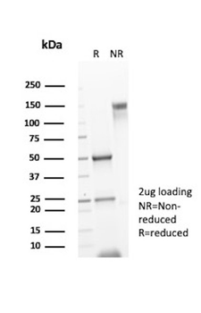 KIT Antibody