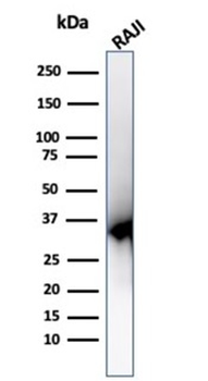 PCNA (Proliferating Cell Nuclear Antigen) (G1- & S-phase Marker) Antibody