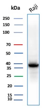PCNA (Proliferating Cell Nuclear Antigen) (G1- & S-phase Marker) Antibody
