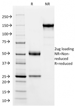 SOX9 Antibody