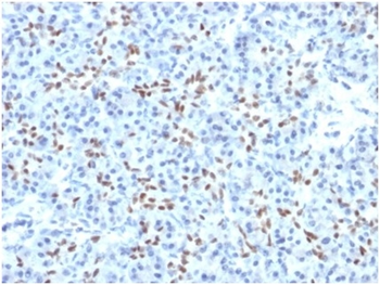 SOX9 Antibody